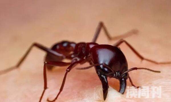 红火蚁最怕什么生物（食蚁兽每天吃3万只的蚂蚁或白蚁）(4)