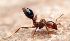 红火蚁对人的危害小不小（被蛰了之后严重的会有生命危险）