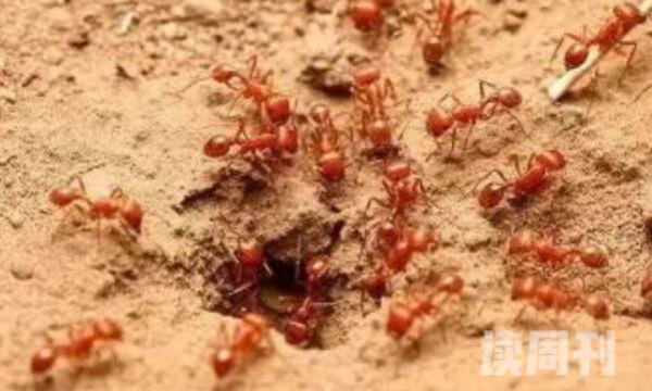 红火蚁对人的危害小不小（被蛰了之后严重的会有生命危险）(3)