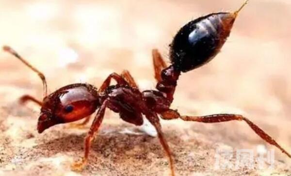 红火蚁对人的危害小不小（被蛰了之后严重的会有生命危险）(4)