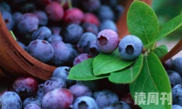 哪些水果有收腹瘦身的功效（每天吃多少蓝莓可以瘦肚子）(3)