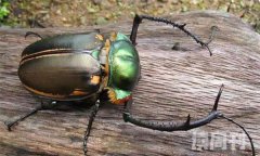 甲虫的生活习性和特点（会飞的甲虫是益虫吗）