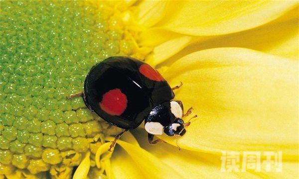 甲虫的生活习性和特点（会飞的甲虫是益虫吗）(2)