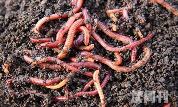 蚯蚓的生长环境是怎么形成的（蚯蚓对农作物是有害的还是有益的）(2)