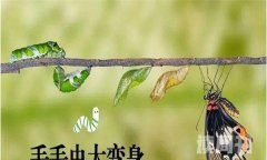 毛毛虫是怎么变化成蝴蝶的（毛毛虫变成蝴蝶的三种过程）