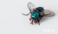 苍蝇属于有益还是有害昆虫（苍蝇可以传播的疾病是什么）