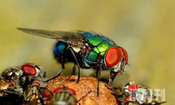 苍蝇属于有益还是有害昆虫（苍蝇可以传播的疾病是什么）(2)