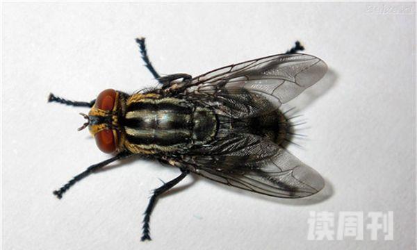 苍蝇属于有益还是有害昆虫（苍蝇可以传播的疾病是什么）(3)