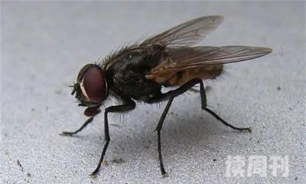 苍蝇属于有益还是有害昆虫（苍蝇可以传播的疾病是什么）(4)