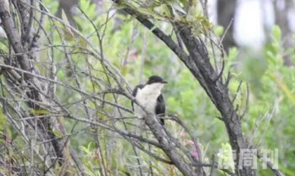 斑翅凤头鹃生活习性（常常在高且暴露的树枝间活动）(3)