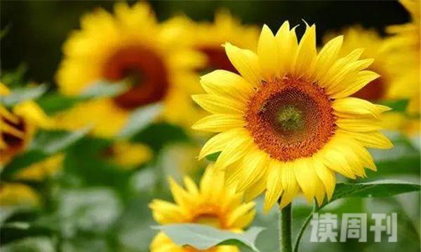 向日葵怎么做成干花保持颜色（向日葵做成干花教程）(2)