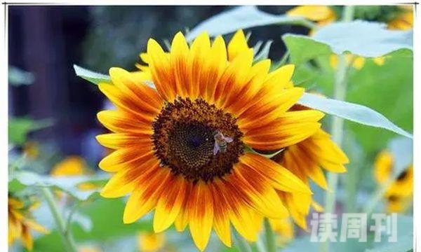 向日葵怎么做成干花保持颜色（向日葵做成干花教程）(4)