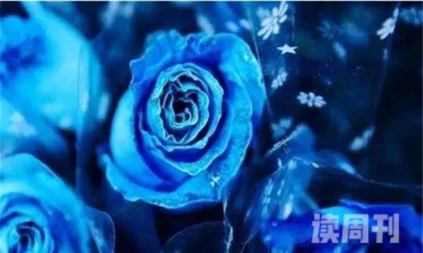 蓝色妖姬玫瑰花微波炉自制干花的方法（之前要加点高锰酸钾进行消毒）(4)