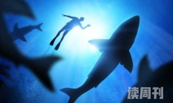 成都海洋馆鲨鱼吃人（小腿上有一个拳头大的窟窿）(3)