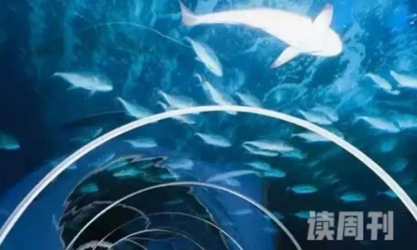 成都海洋馆鲨鱼吃人（小腿上有一个拳头大的窟窿）(4)