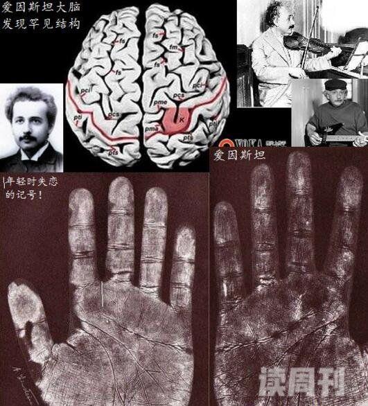 爱因斯坦开发了多少脑力（爱因斯坦和正常人的大脑开发程度）(3)