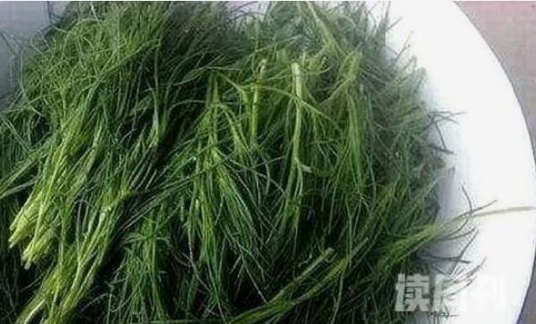 风滚草为什么不能在中国生长（人们会将风滚草的嫩茎采摘来食用）(2)