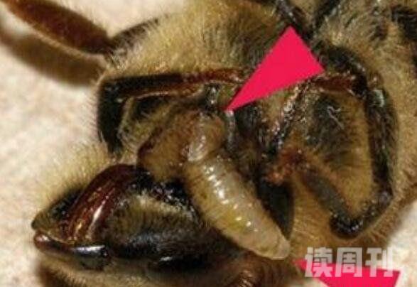 僵尸蜜蜂有多可怕（被寄生蝇感染的蜜蜂）(2)