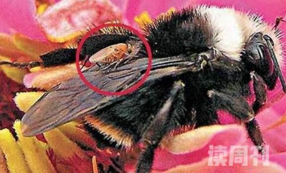 僵尸蜜蜂有多可怕（被寄生蝇感染的蜜蜂）(3)