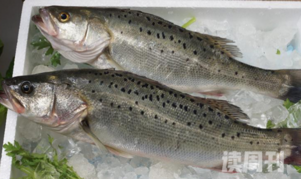非常适合小孩子吃的鱼（银鱼富含大量的蛋白、钙质）(1)