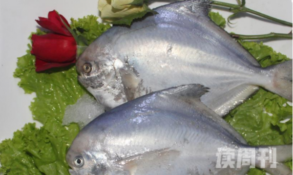 非常适合小孩子吃的鱼（银鱼富含大量的蛋白、钙质）(6)