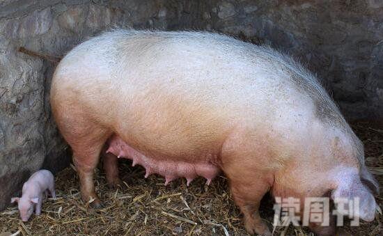 中国猪孩王显凤照片从小生活在猪圈如今喜为人母(3)