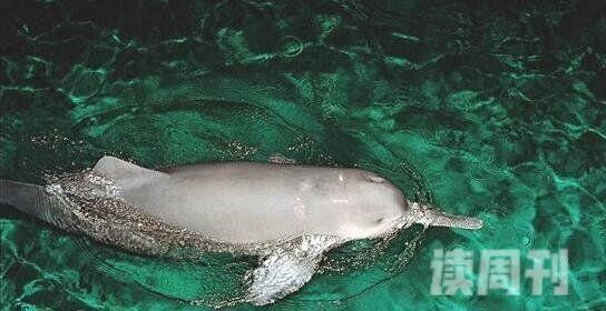 盘点已灭绝的十大可爱动物消失十年的白鳍豚终于再次出现