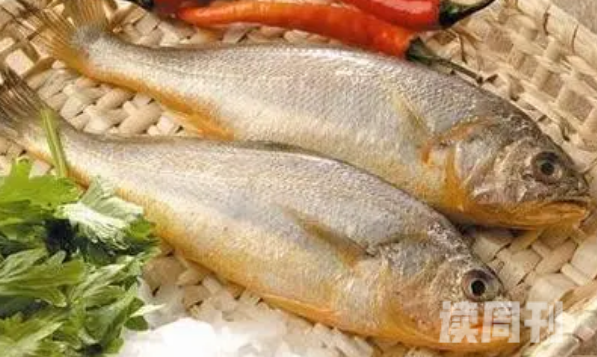 黄翅鱼营养价值与禁忌（黄丫头鱼有营养吗）(4)