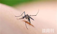 世界上最毒的十大虫子（蚊子遇到人群还会疯狂攻击）