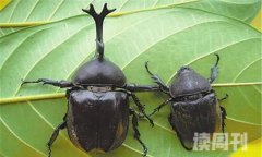 世界上最稀有的十大昆虫（叉犀金龟喜欢吃腐朽的木头）
