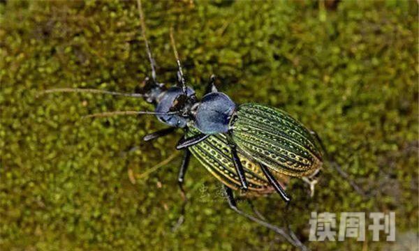 世界上最稀有的十大昆虫（叉犀金龟喜欢吃腐朽的木头）(3)