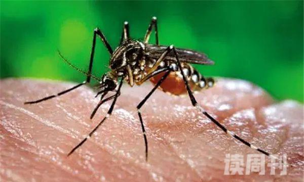 十大最有毒的蚊子（能够给人带来巨大的伤害）(1)