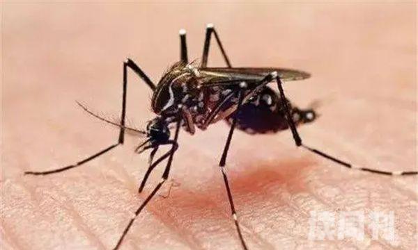 十大最有毒的蚊子（能够给人带来巨大的伤害）(2)