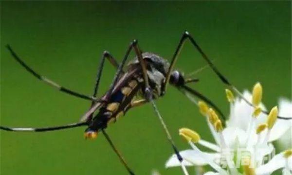 十大最有毒的蚊子（能够给人带来巨大的伤害）(3)
