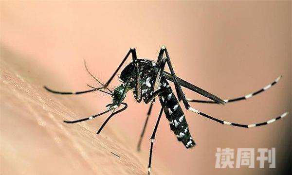 十大最有毒的蚊子（能够给人带来巨大的伤害）(4)