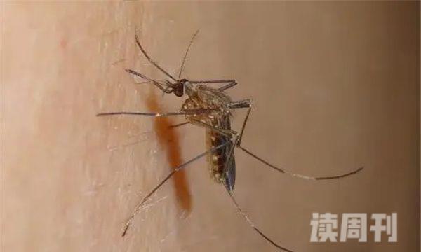 十大最有毒的蚊子（能够给人带来巨大的伤害）(6)
