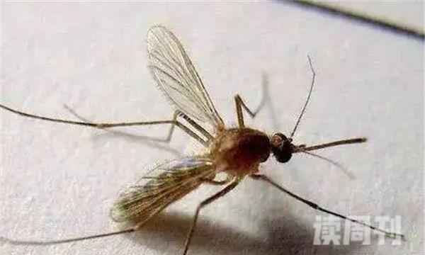 十大最有毒的蚊子（能够给人带来巨大的伤害）(8)