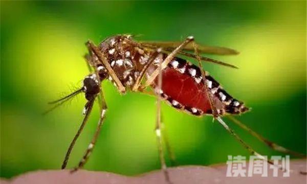 十大最有毒的蚊子（能够给人带来巨大的伤害）(9)
