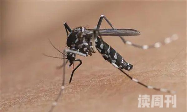 十大最有毒的蚊子（能够给人带来巨大的伤害）(10)