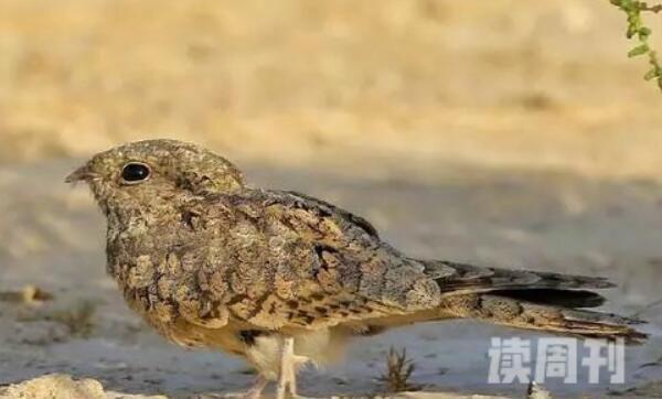 埃及夜鹰是国家保护动物吗（普通夜鹰停落时身体与树枝平行）(3)