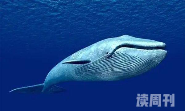 鲸鱼大小体型排行图对比（蓝鲸是世界上最大的鲸鱼吗）(1)