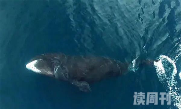 鲸鱼大小体型排行图对比（蓝鲸是世界上最大的鲸鱼吗）(2)