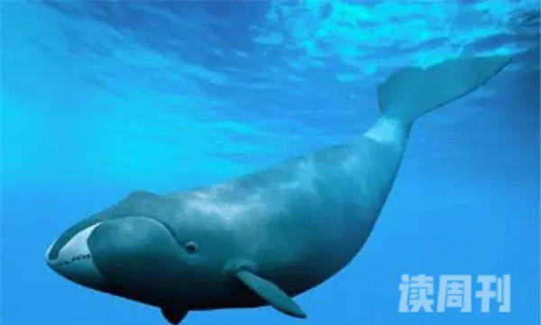 鲸鱼大小体型排行图对比（蓝鲸是世界上最大的鲸鱼吗）(4)