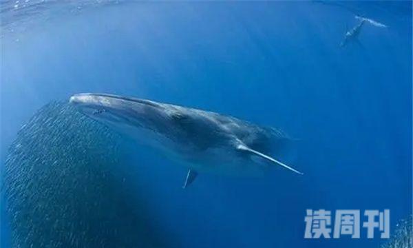鲸鱼大小体型排行图对比（蓝鲸是世界上最大的鲸鱼吗）(8)