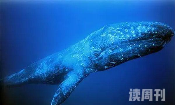 鲸鱼大小体型排行图对比（蓝鲸是世界上最大的鲸鱼吗）(9)