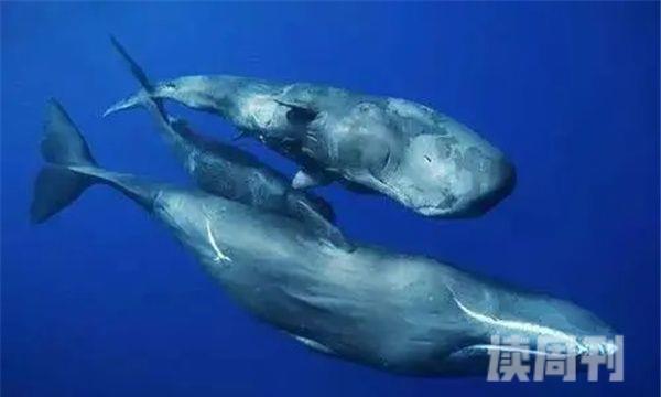 抹香鲸能打得过虎鲸吗（虎鲸与抹香鲸哪个厉害）(2)