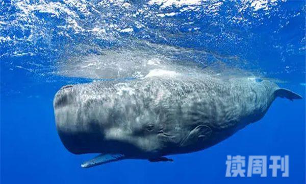 抹香鲸能打得过虎鲸吗（虎鲸与抹香鲸哪个厉害）(3)