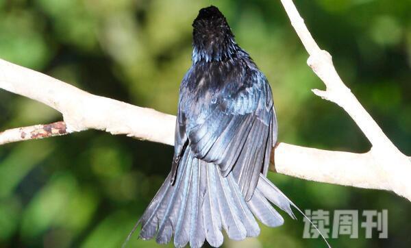 农村最常见的几种鸟的叫声：小盘尾生活习性又是什么样(1)