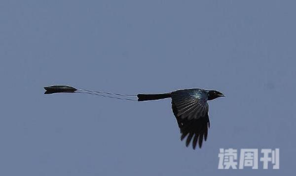农村最常见的几种鸟的叫声：小盘尾生活习性又是什么样(2)