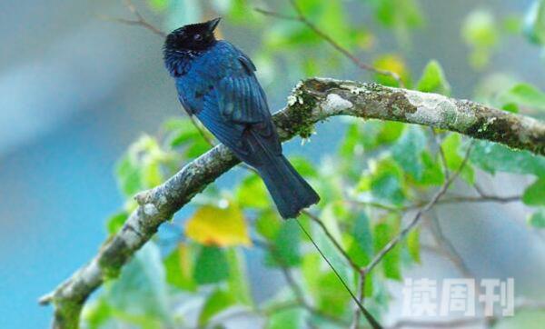 农村最常见的几种鸟的叫声：小盘尾生活习性又是什么样(3)